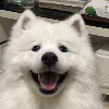 傻乎乎的香蕉